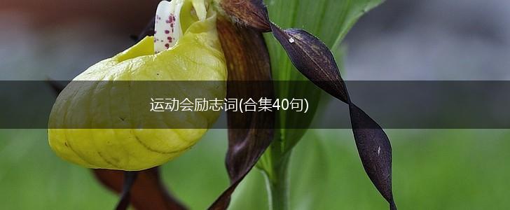 运动会励志词(合集40句),第1张