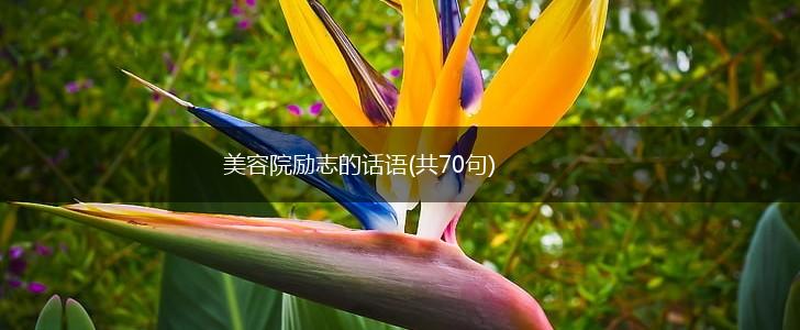 美容院励志的话语(共70句),第1张 美容院励志的话语(共70句),第1张