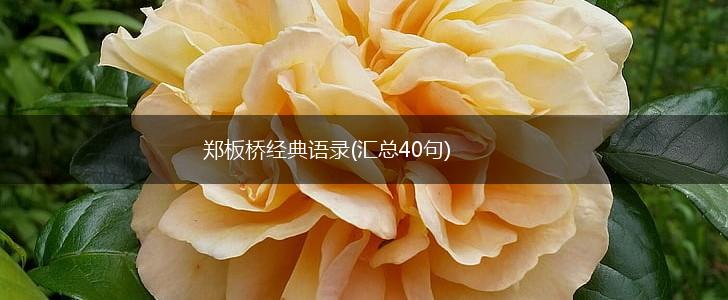 郑板桥经典语录(汇总40句),第1张