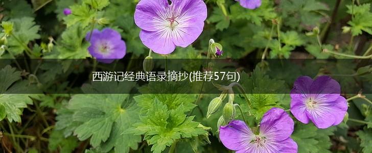 西游记经典语录摘抄(推荐57句),第1张