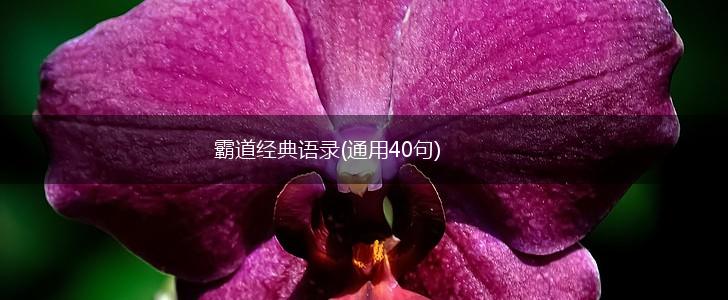 霸道经典语录(通用40句),第1张