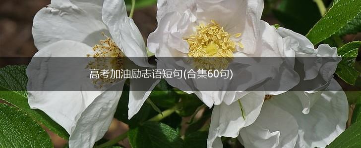 高考加油励志语短句(合集60句),第1张