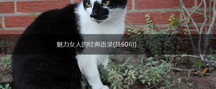 魅力女人的经典语录(共60句),第1张