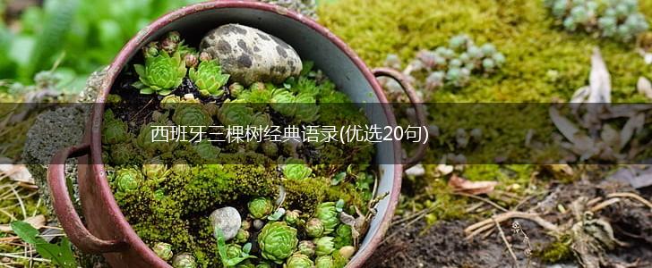 西班牙三棵树经典语录(优选20句),第1张