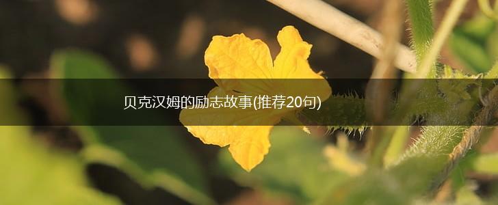 贝克汉姆的励志故事(推荐20句),第1张