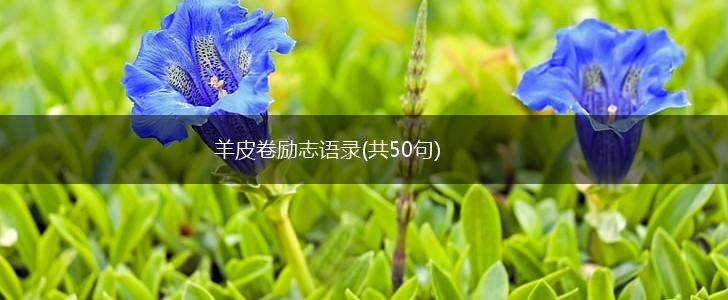 羊皮卷励志语录(共50句),第1张 羊皮卷励志语录(共50句),第1张