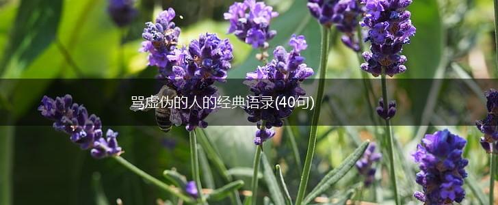 骂虚伪的人的经典语录(40句),第1张