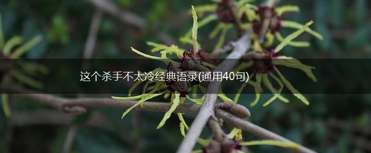 这个杀手不太冷经典语录(通用40句),第1张