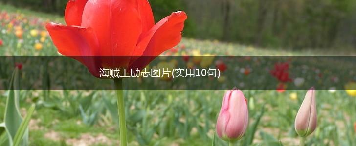 海贼王励志图片(实用10句),第1张