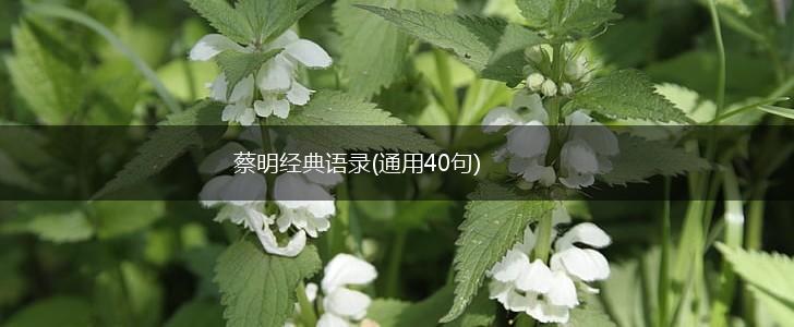 蔡明经典语录(通用40句),第1张 蔡明经典语录(通用40句),第1张