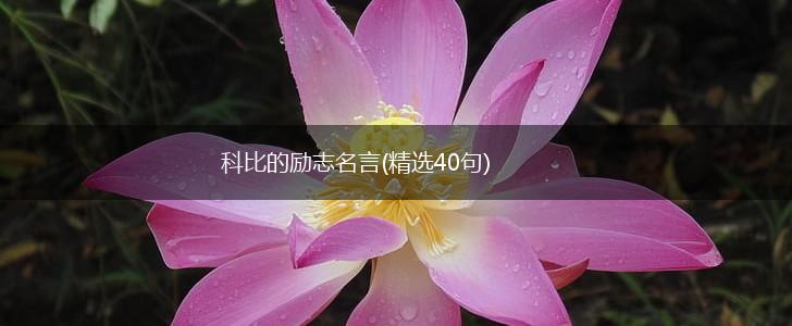 科比的励志名言(精选40句),第1张