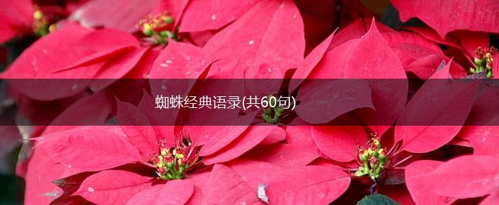 蜘蛛经典语录(共60句),第1张