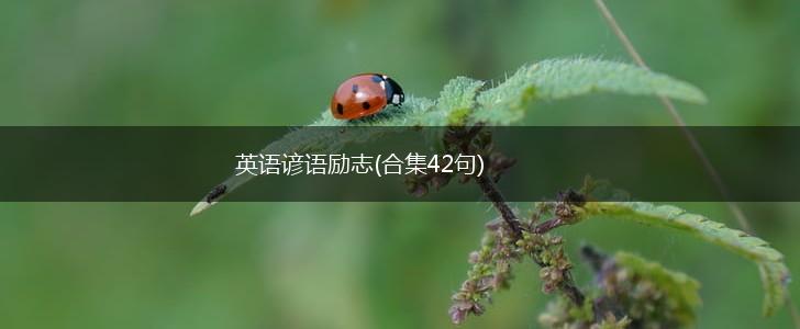 英语谚语励志(合集42句),第1张