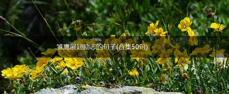 雏鹰展翅励志的句子(合集50句),第1张