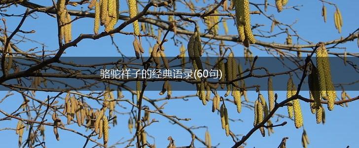 骆驼祥子的经典语录(60句),第1张