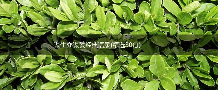 谋生亦谋爱经典语录(精选30句),第1张