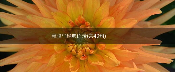 黑骏马经典语录(共40句),第1张