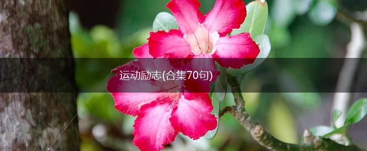 运动励志(合集70句),第1张