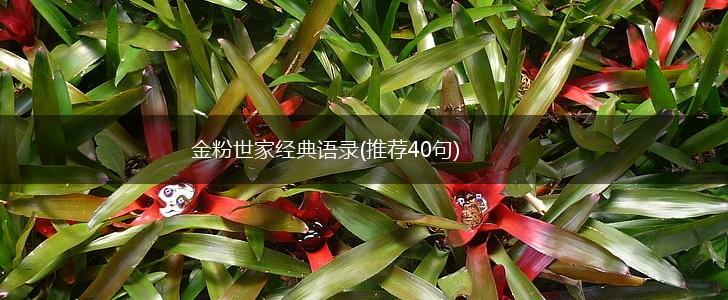 金粉世家经典语录(推荐40句),第1张