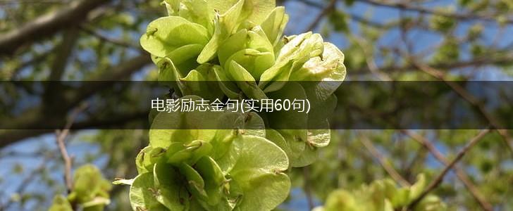 电影励志金句(实用60句),第1张