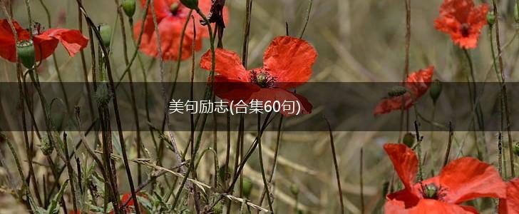 美句励志(合集60句),第1张 美句励志(合集60句),第1张