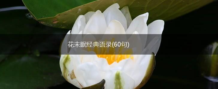 花未眠经典语录(60句),第1张