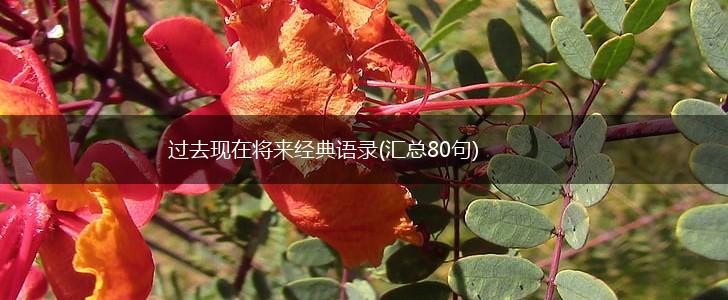 过去现在将来经典语录(汇总80句),第1张 过去现在将来经典语录(汇总80句),第1张