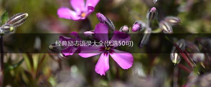 经典励志语录大全(优选50句),第1张 经典励志语录大全(优选50句),第1张