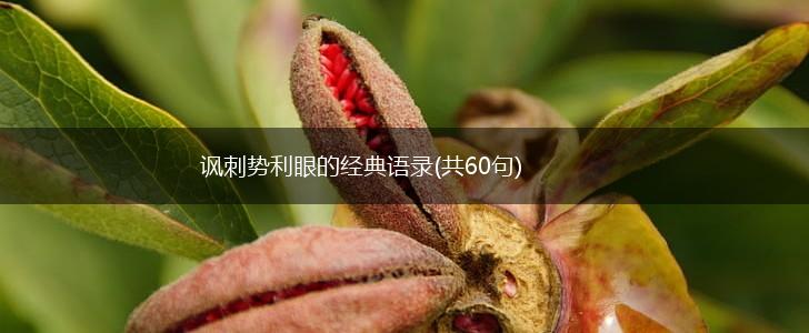 讽刺势利眼的经典语录(共60句),第1张