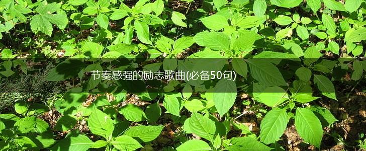 节奏感强的励志歌曲(必备50句),第1张