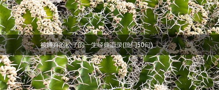 被嫌弃的松子的一生经典语录(热门50句),第1张