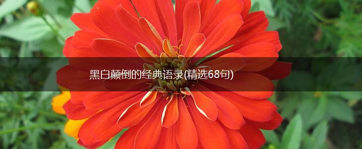 黑白颠倒的经典语录(精选68句),第1张
