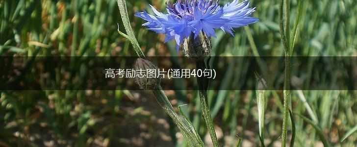 高考励志图片(通用40句),第1张