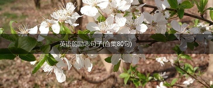 英语的励志句子(合集80句),第1张