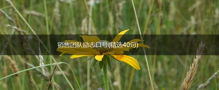 销售团队励志口号(精选40句),第1张