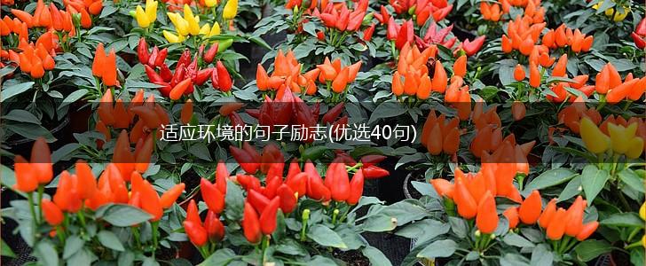 适应环境的句子励志(优选40句),第1张