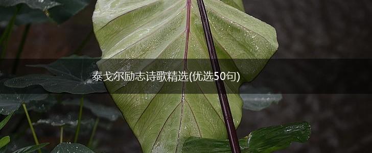 泰戈尔励志诗歌精选(优选50句),第1张