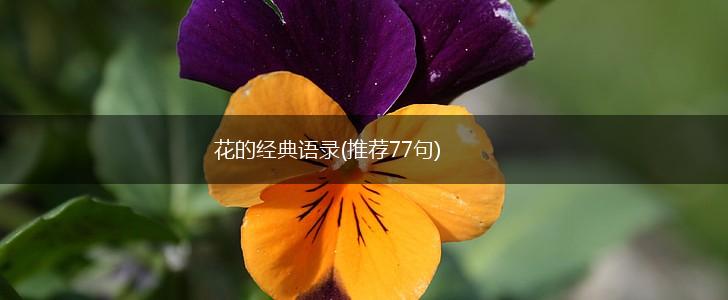 花的经典语录(推荐77句),第1张