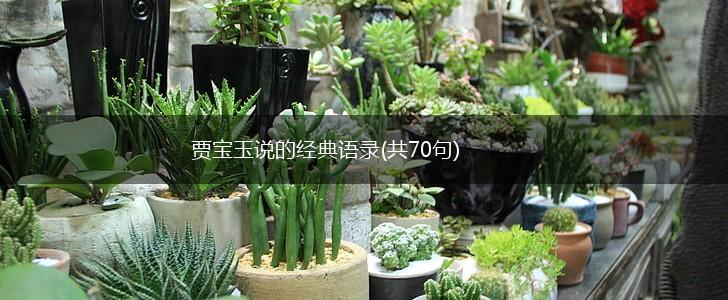 贾宝玉说的经典语录(共70句),第1张