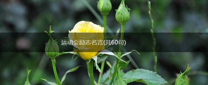 运动会励志名言(共60句),第1张