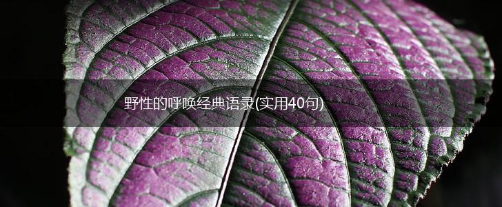 野性的呼唤经典语录(实用40句),第1张