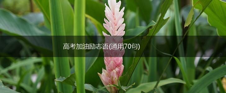 高考加油励志语(通用70句),第1张