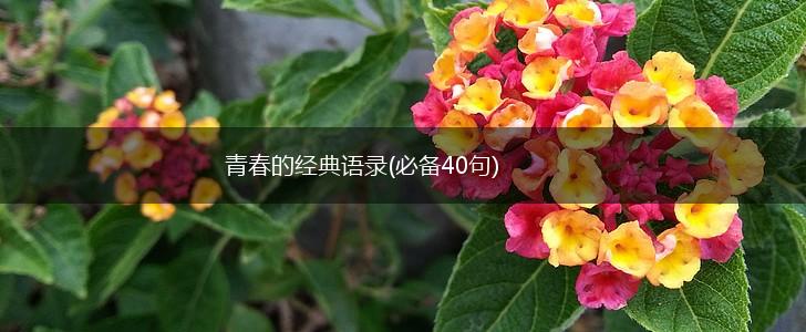 青春的经典语录(必备40句),第1张 青春的经典语录(必备40句),第1张