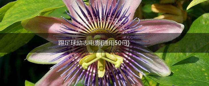 踢足球励志电影(通用50句),第1张