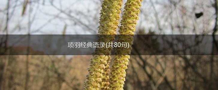 项羽经典语录(共80句),第1张