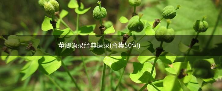 董卿语录经典语录(合集50句),第1张