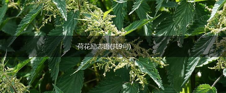 荷花励志语(共9句),第1张