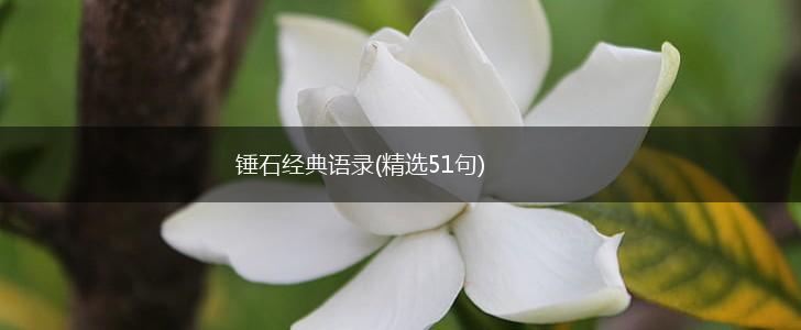 锤石经典语录(精选51句),第1张