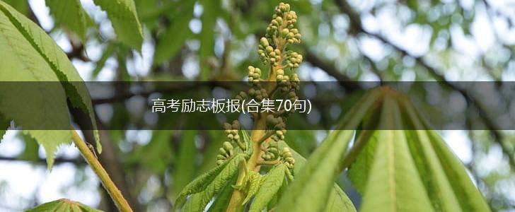 高考励志板报(合集70句),第1张