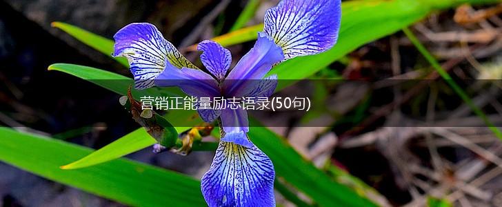 营销正能量励志语录(50句),第1张